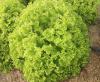 Alface Crespa