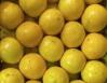 LARANJA LIMA PERSIA