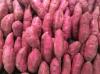 BATATA DOCE 