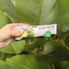 Picolé Coco Verde 55g