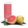 SUCO GOIABA COPO 300ML