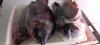 TILAPIA LIMPA FRESCA