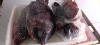 TILAPIA LIMPA FRESCA