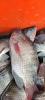TILAPIA VIVA