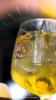 43 CITRUS COM LICOR 43