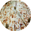 LOMBO C/ MUSSARELA PROMOÇÃO