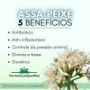 CHÁ ASSAPEIXE 50g