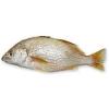 PX CORVINA INT.1000/2000G BENDITO PEIXES 15KG