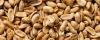 AMENDOIM 20G