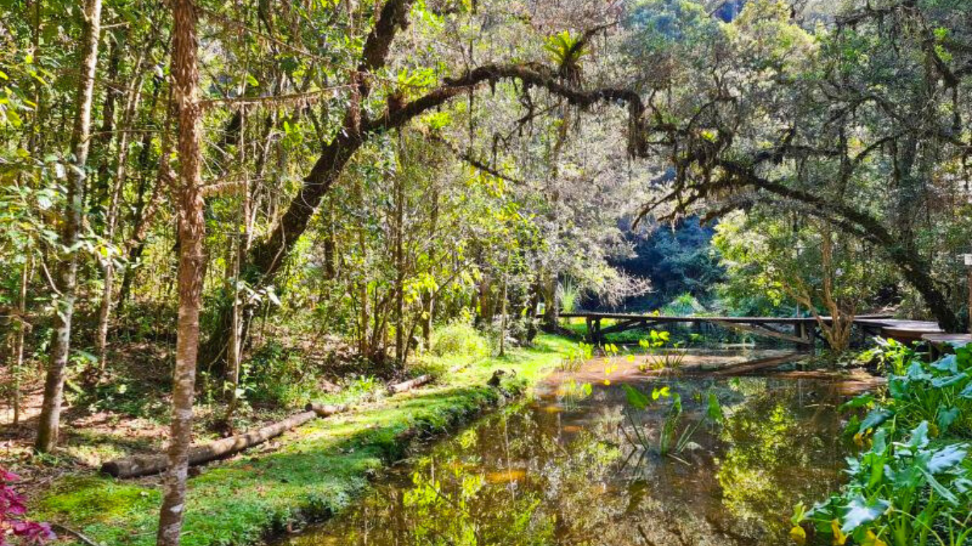 BOSQUE DO SILÊNCIO | Datacaixa